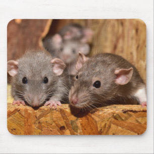 Alfombrilla De Ratón Cuto e irónico