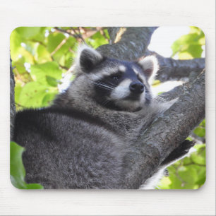 Alfombrilla De Ratón Cuto mapache en un árbol