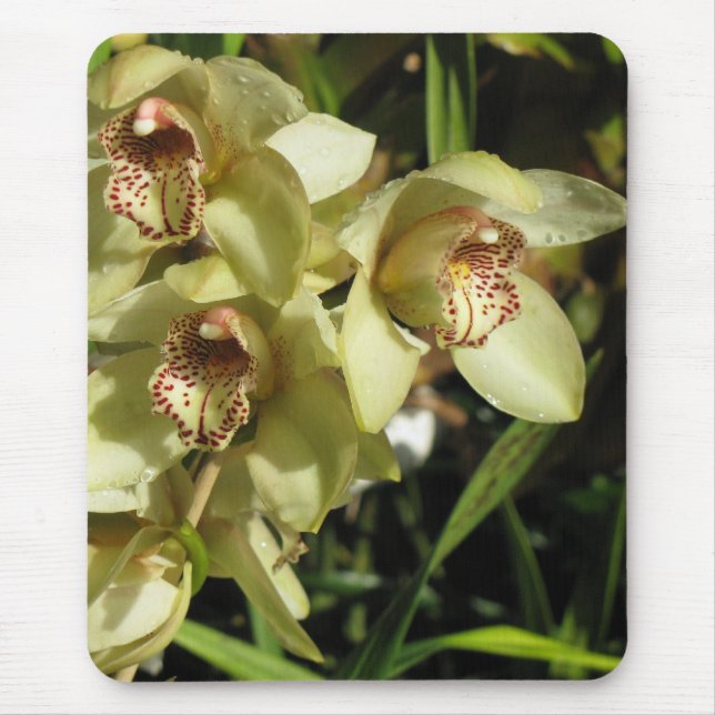 Alfombrilla De Ratón Cymbidium Orchids mousepad (Frente)