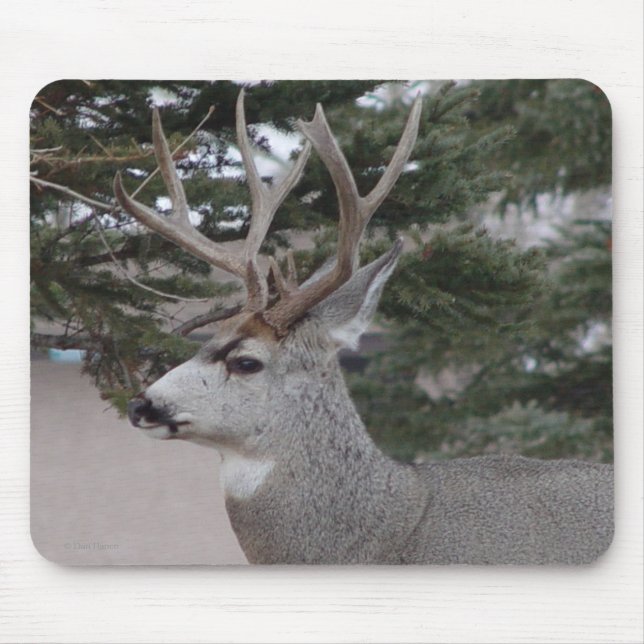 Alfombrilla De Ratón D25 Mule Deer Buck (Frente)
