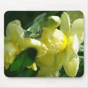 Alfombrilla De Ratón Daffodias con gotitas de agua