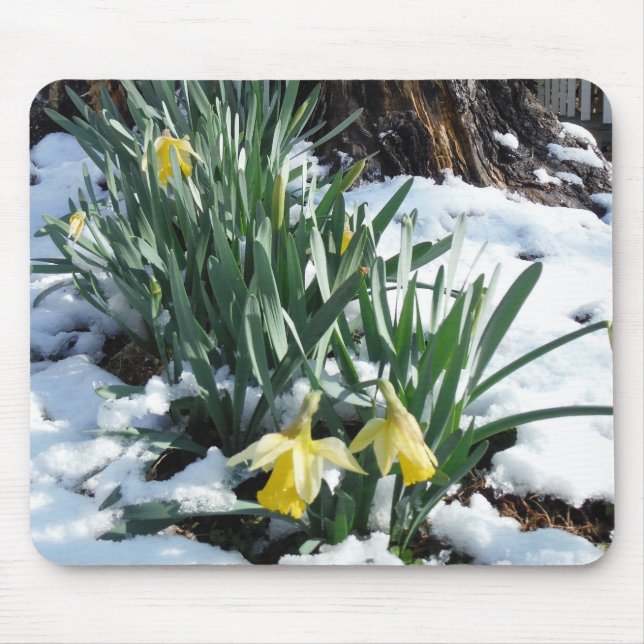 Alfombrilla De Ratón Dafpies amarillos en la nieve (Frente)