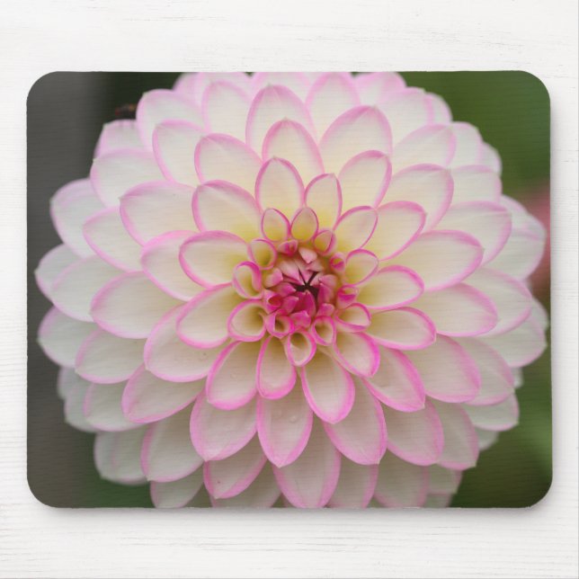 Alfombrilla De Ratón Dahlia blanca con flor rosa (Frente)