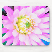 Dahlia Cactus Rosa, Blanco y Amarillo Macro