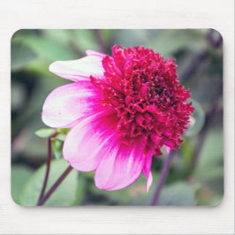 Alfombrilla De Ratón Dahlia de dos toques de color rosa frio y magenta
