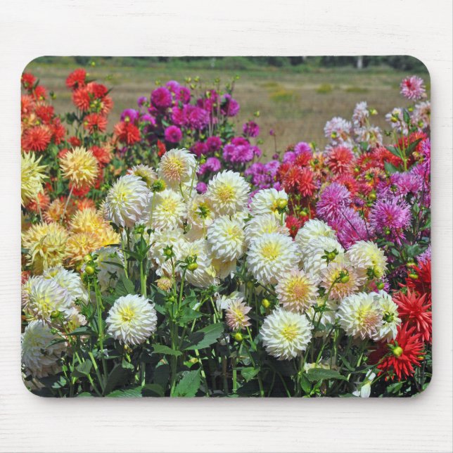 Alfombrilla De Ratón Dahlias arcoiris (Frente)