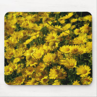 Daisies de la Corona / Coronario de crisantemo