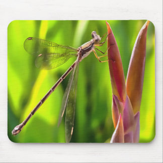 Alfombrilla De Ratón Damselfly Balanceado En Cabeza De Flor