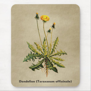 Alfombrilla De Ratón Dandelion Sobre Papel Antiguo