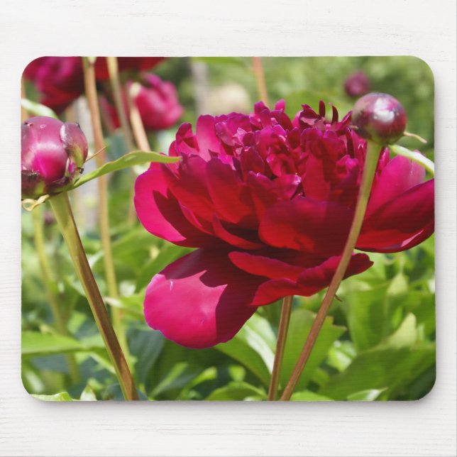 Alfombrilla De Ratón Dark Maroon velvet peonies (Frente)