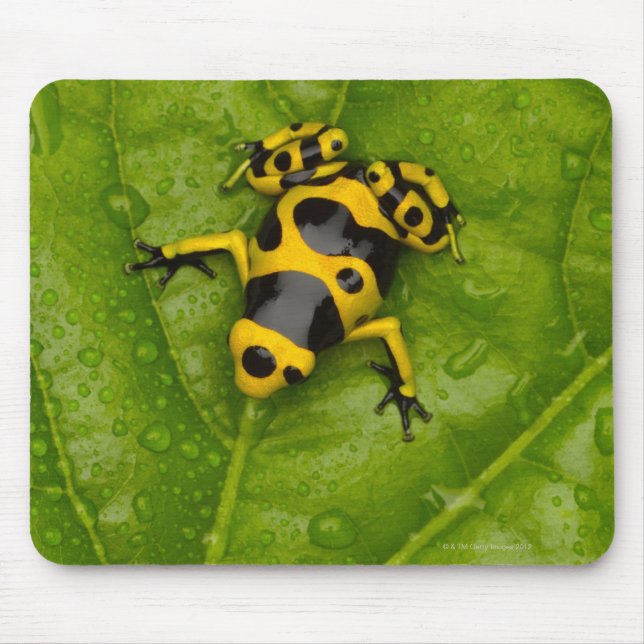 Alfombrilla De Ratón Dart Frog (Frente)