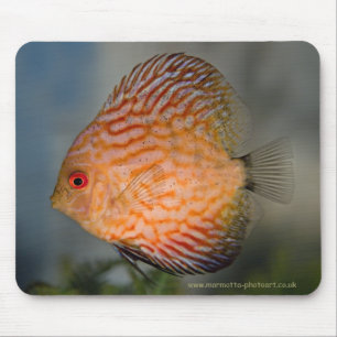 Alfombrilla de ratón de Discus Piedra Paloma