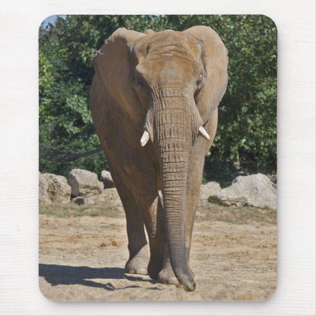Alfombrilla de ratón de elefante africano (Frente)