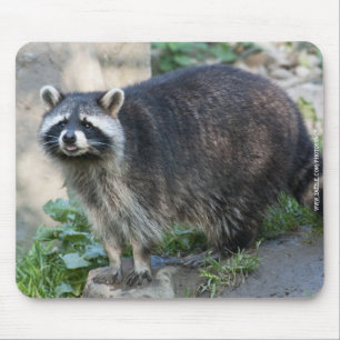 Alfombrilla de ratón de mapache