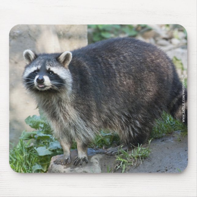 Alfombrilla de ratón de mapache (Frente)