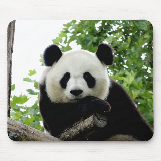 Alfombrilla de ratón de Panda Gigante Hermoso (Frente)