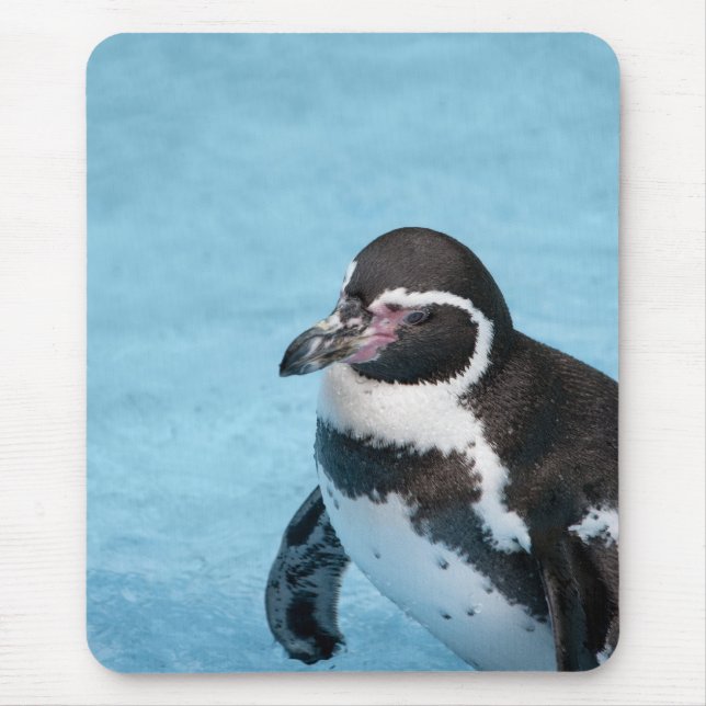 Alfombrilla de ratón de pingüino de Magallanes (Frente)