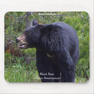 Alfombrilla de ratón de vida silvestre de oso negr