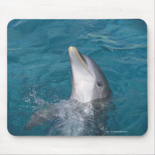 Alfombrilla De Ratón Delfín de Bottlenose costero