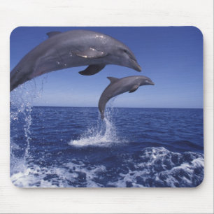 Alfombrilla De Ratón delfines de bottlenose del Caribe