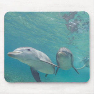Alfombrilla De Ratón Delfines mulares Tursiops truncatus