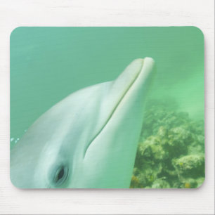 Alfombrilla De Ratón Delfines mulares Tursiops truncatus