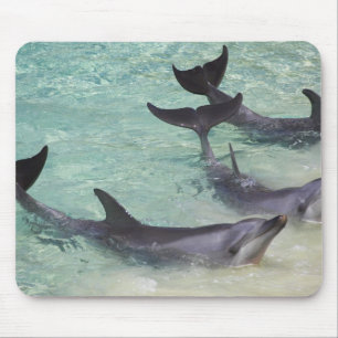 Alfombrilla De Ratón Delfines, Sea World, Costa Dorada, Queensland,