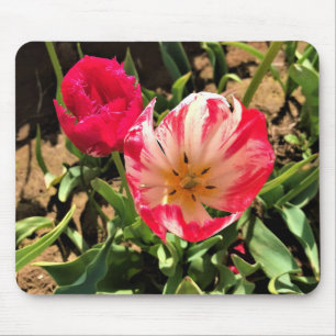 Alfombrilla De Ratón Dentro de un tulipán rosa y blanco