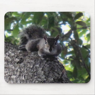 Alfombrilla De Ratón Descanso de ardillas en un árbol