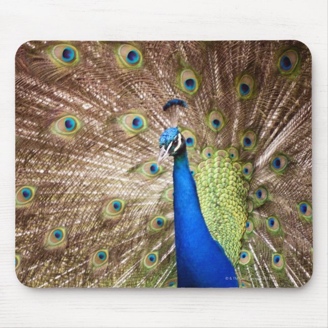 Alfombrilla De Ratón Desplome de pavo real (Frente)