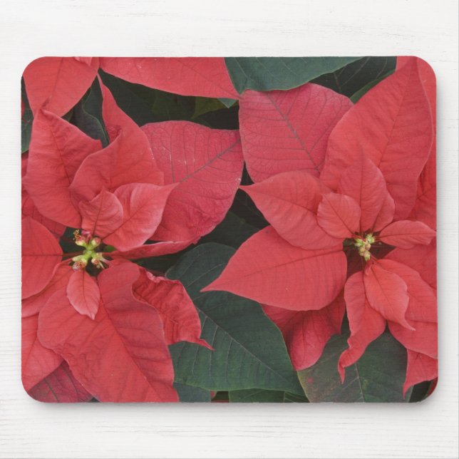 Alfombrilla De Ratón Detalle de Poinsettia Roja (pulcherrima de la eufo (Frente)