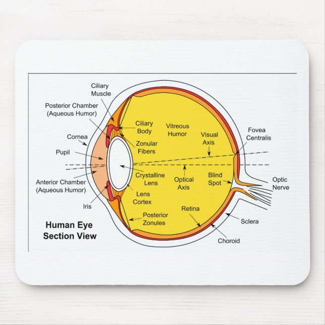 Alfombrilla De Ratón Diagrama anatómico de la bola del ojo humano (Frente)