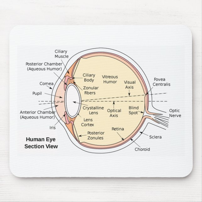 Alfombrilla De Ratón Diagrama anatómico de la bola del ojo humano del (Frente)