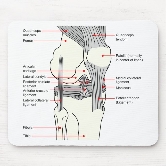 Alfombrilla De Ratón Diagrama anatómico de una articulación de rodilla  (Frente)