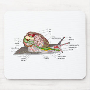 Alfombrilla De Ratón Diagrama caracol Helix aspersa órgano seccionado d