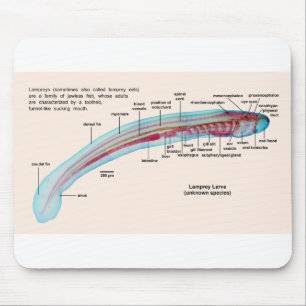 Alfombrilla De Ratón Diagrama de una larva de la especie de la lamprea