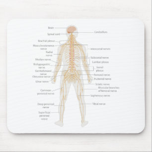 Alfombrilla De Ratón Diagrama del cuerpo del sistema nervioso humano