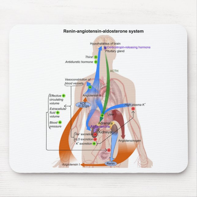 Alfombrilla De Ratón Diagrama del cuerpo humano del sistema renina-angi (Frente)