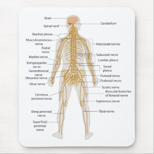 Alfombrilla De Ratón Diagrama del sistema nervioso del cuerpo humano