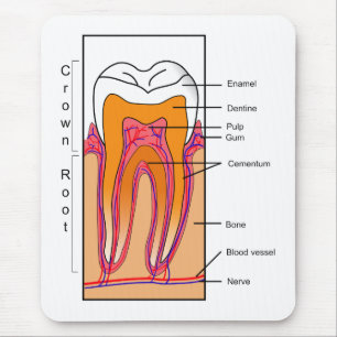 Alfombrilla De Ratón Diagrama seccionado transversalmente de un diente