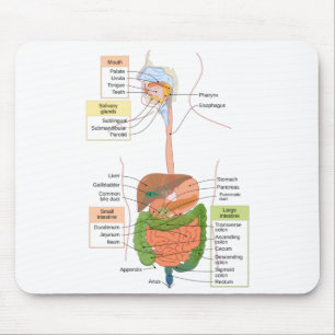Alfombrilla De Ratón Diagrama Sistema digestivo gastrointestinal humano