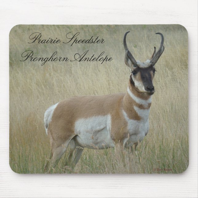 Alfombrilla De Ratón Dineral del antílope de A8 Pronghorn (Frente)