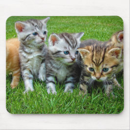 Alfombrilla De Ratón Diseño - gatitos de corte