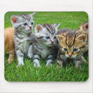 Alfombrilla De Ratón Diseño - gatitos de corte