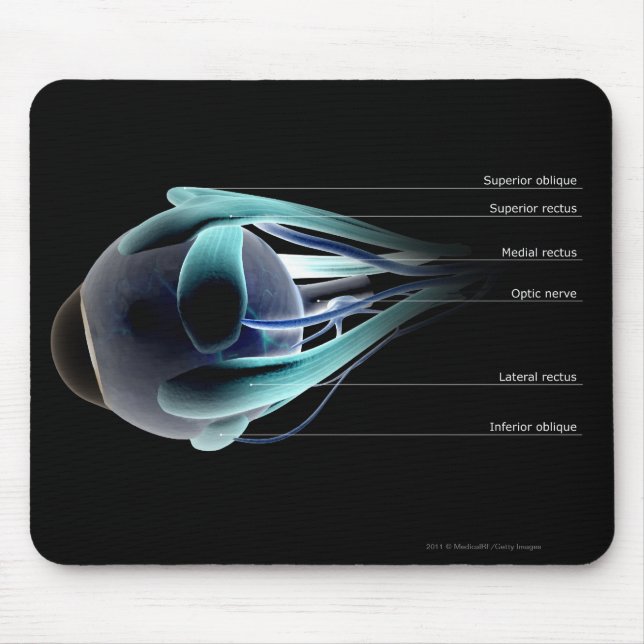 Alfombrilla De Ratón Disposición de todos los músculos en el ojo humano (Frente)