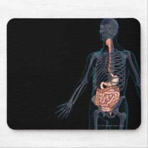 Alfombrilla De Ratón Disposición del sistema digestivo humano