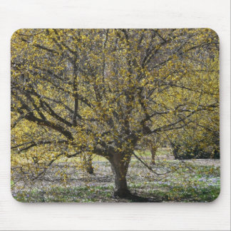 Alfombrilla De Ratón Dogwood de cerezo corneliano y gloria de la nieve