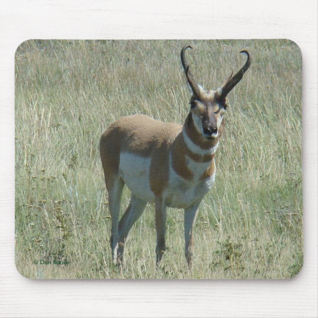 Alfombrilla De Ratón Dólar del antílope de A13 Pronghorn (Frente)