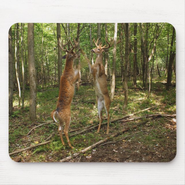 Alfombrilla De Ratón Dólares del Whitetail que luchan (Frente)