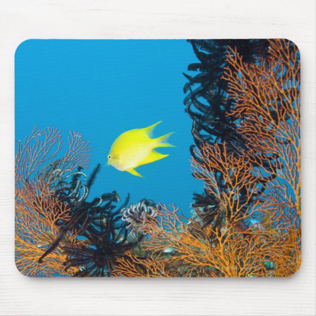 Alfombrilla De Ratón Dorado Damselfish (Amblyglyphidodon aureus) (Frente)